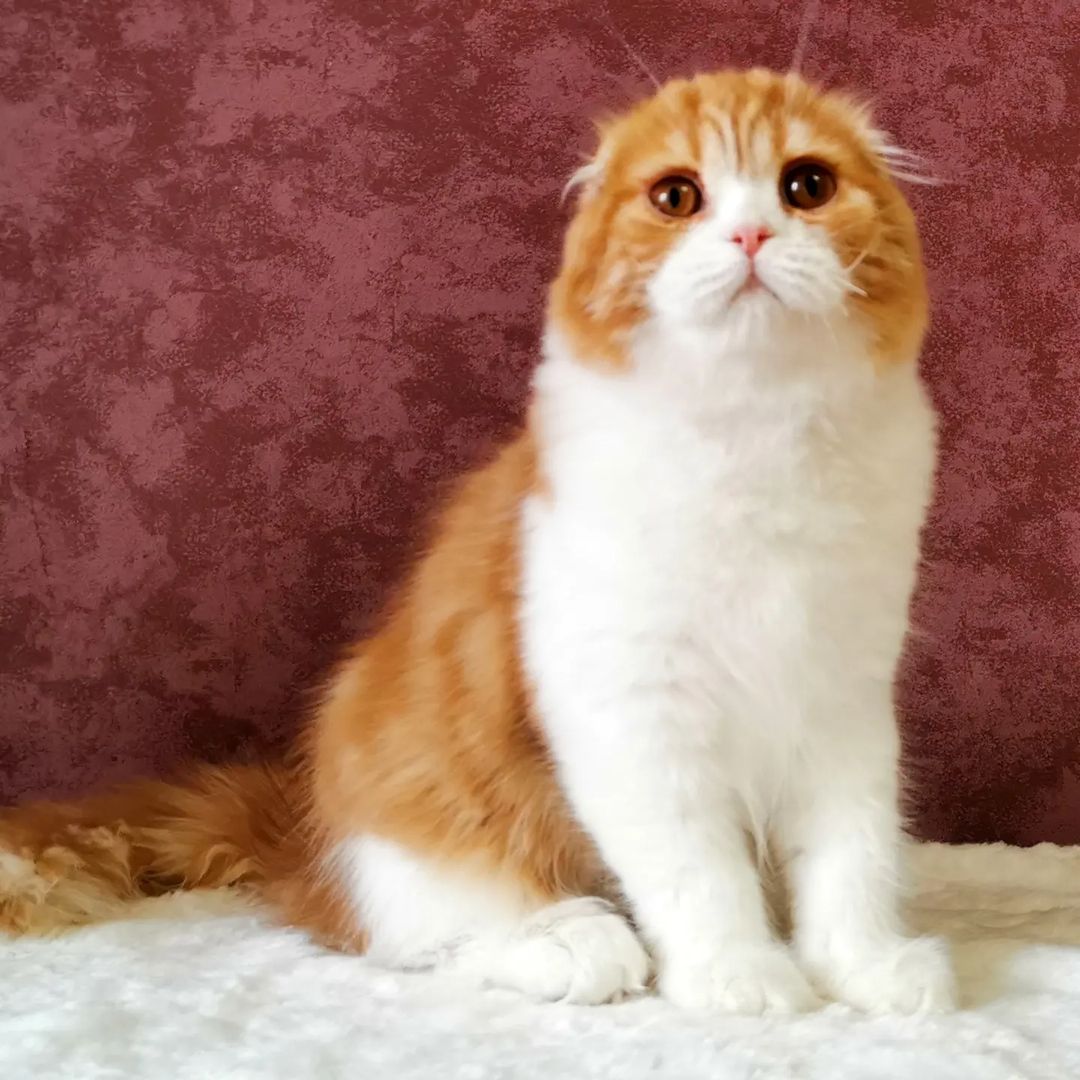 kittens_scottishfold_longhair в LOOKY — фото 8
