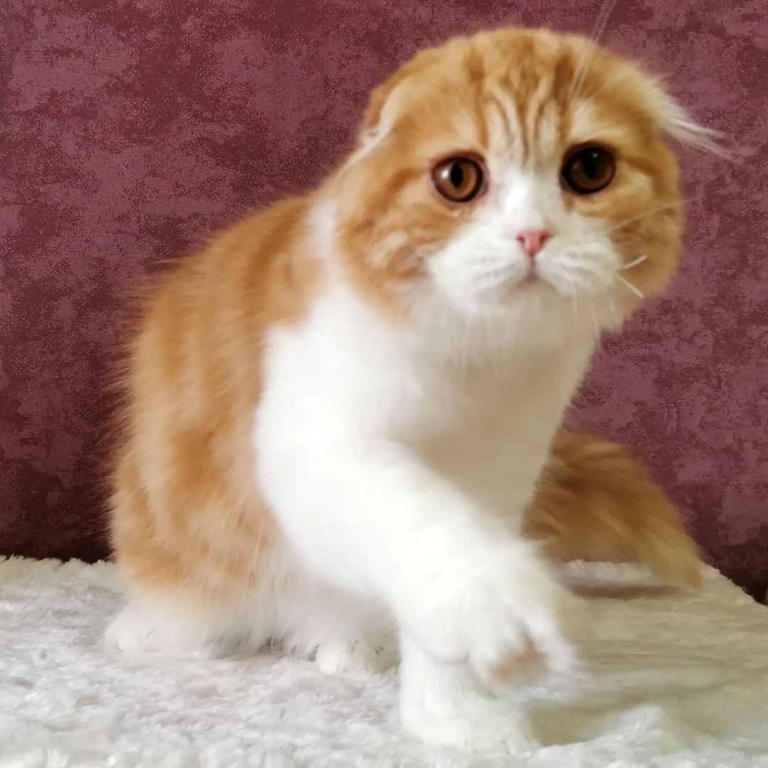 kittens_scottishfold_longhair в LOOKY — фото 7