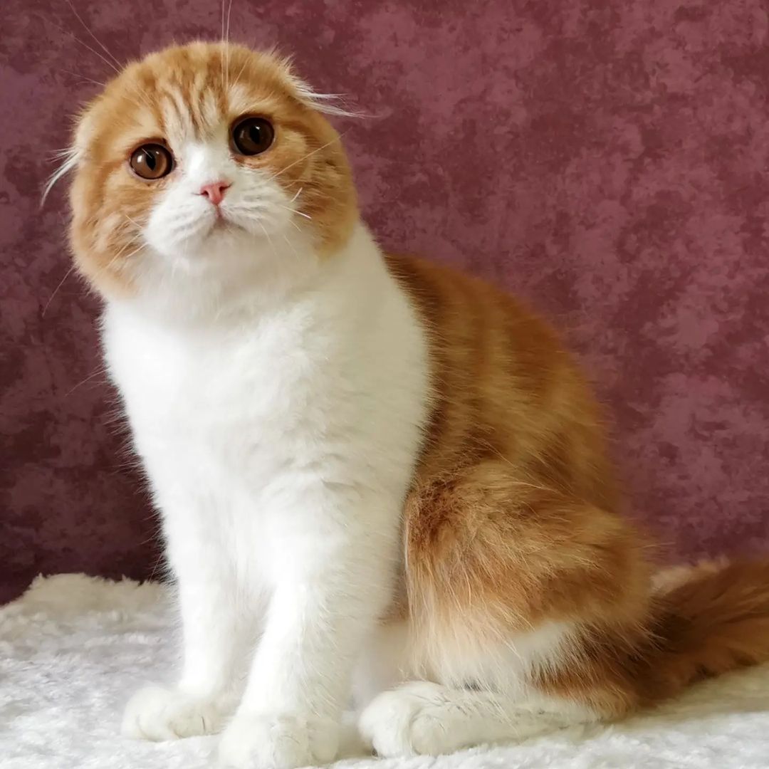 kittens_scottishfold_longhair в LOOKY — фото 2