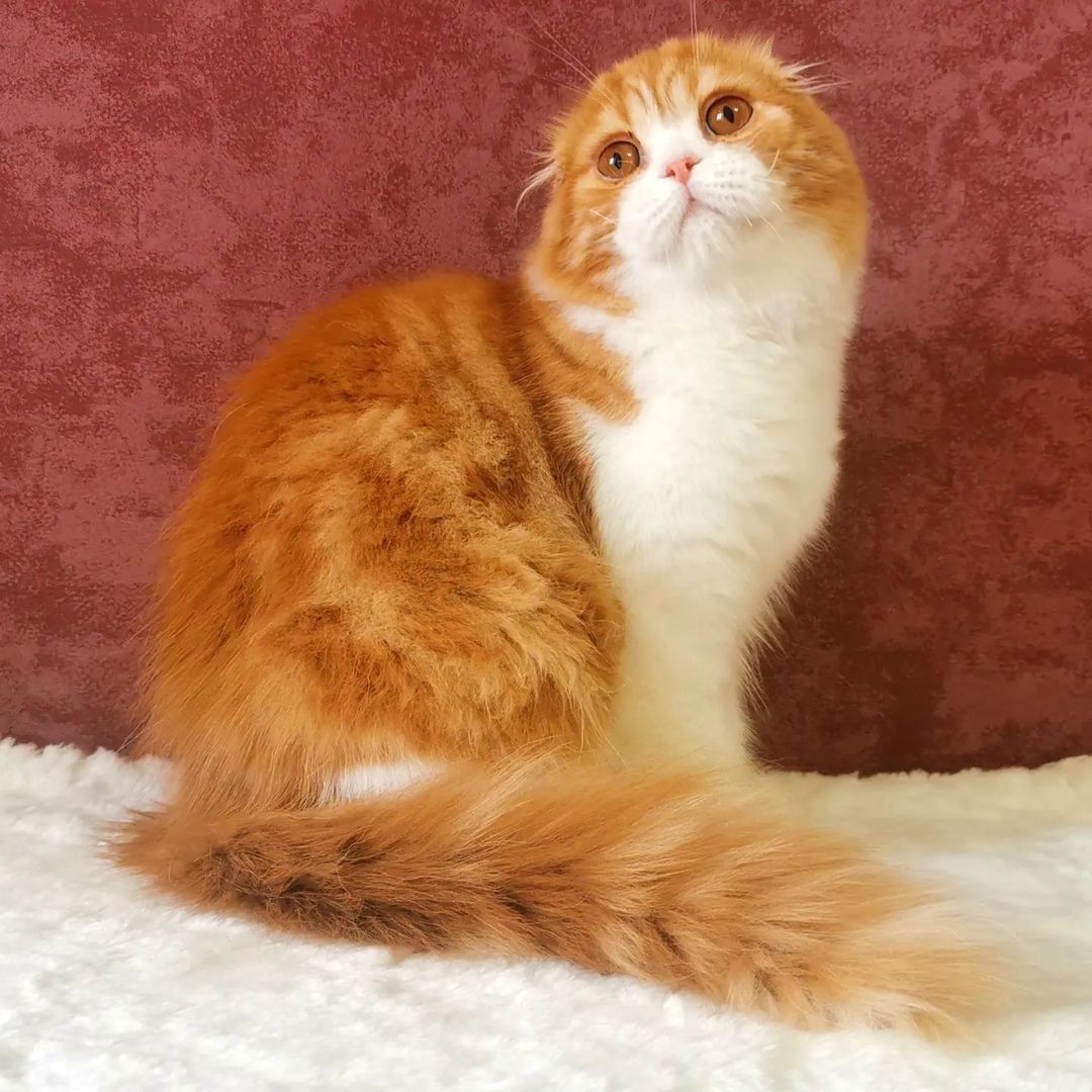 kittens_scottishfold_longhair в LOOKY — фото 5