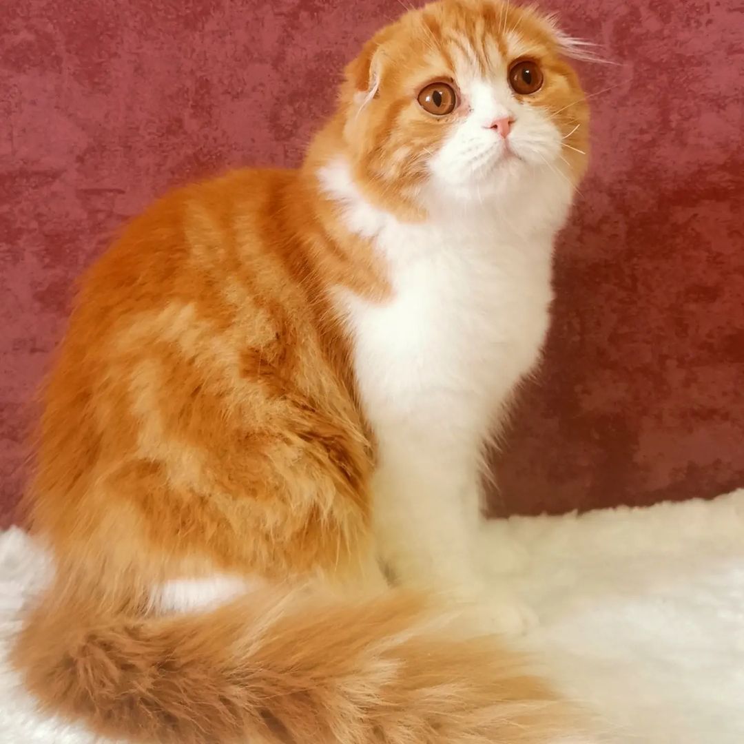 kittens_scottishfold_longhair в LOOKY — фото 6