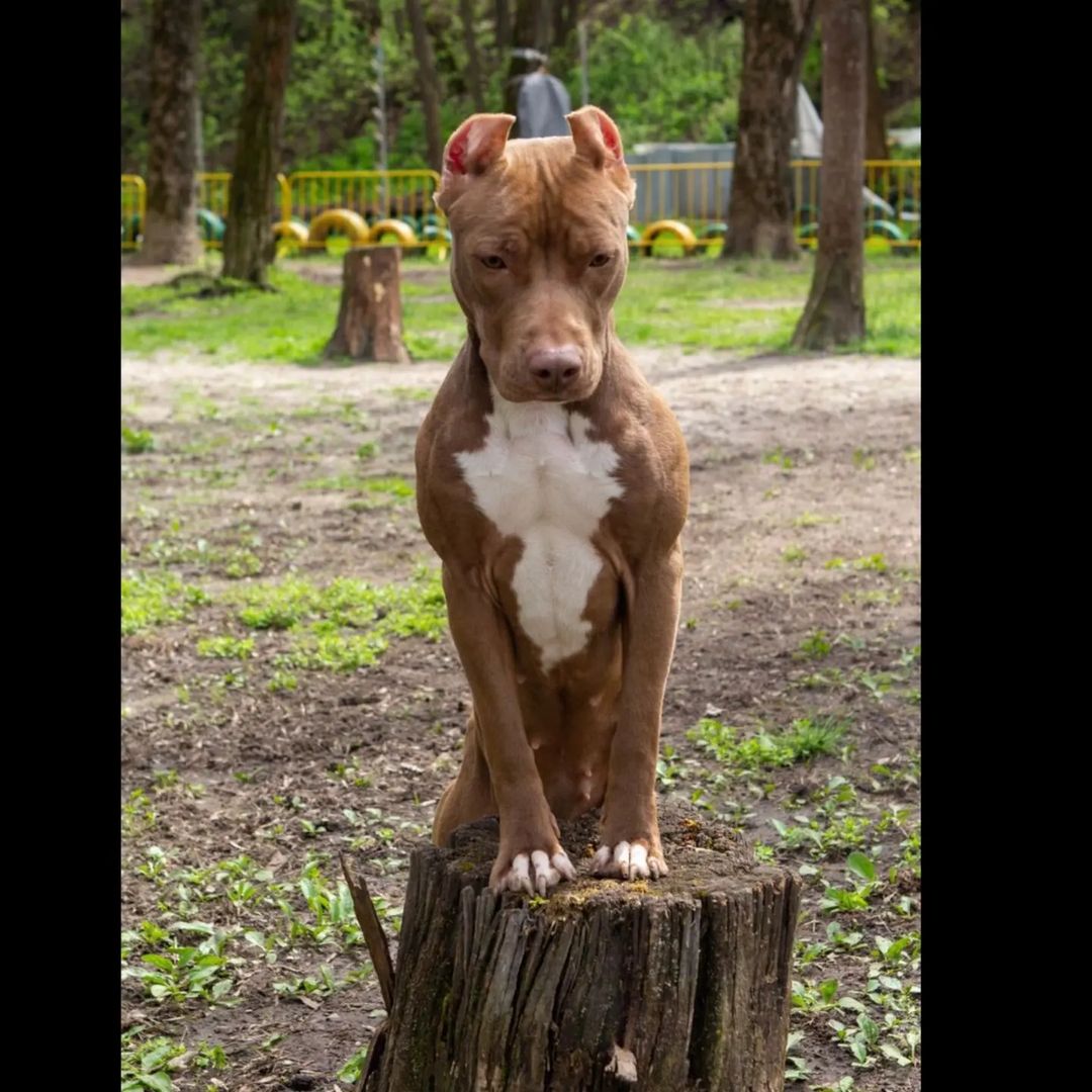 buntarka_161 in LOOKY. #питбультерьер,#питбуль,#pitbull,#pitbullsofficial. Воображуля 🥰 выстав...