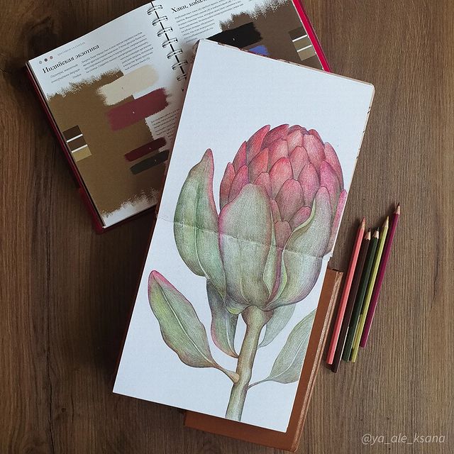 aleksandra_krashe в LOOKY. #ярисую,#цветныекарандаши,#скетчбук,#артишок,#рисуюкаждыйдень,#цвета,#арт,#fabercastell,#myart,#coloredpencil,#artichoke,#sketchbook. Давно хотела нарисов...