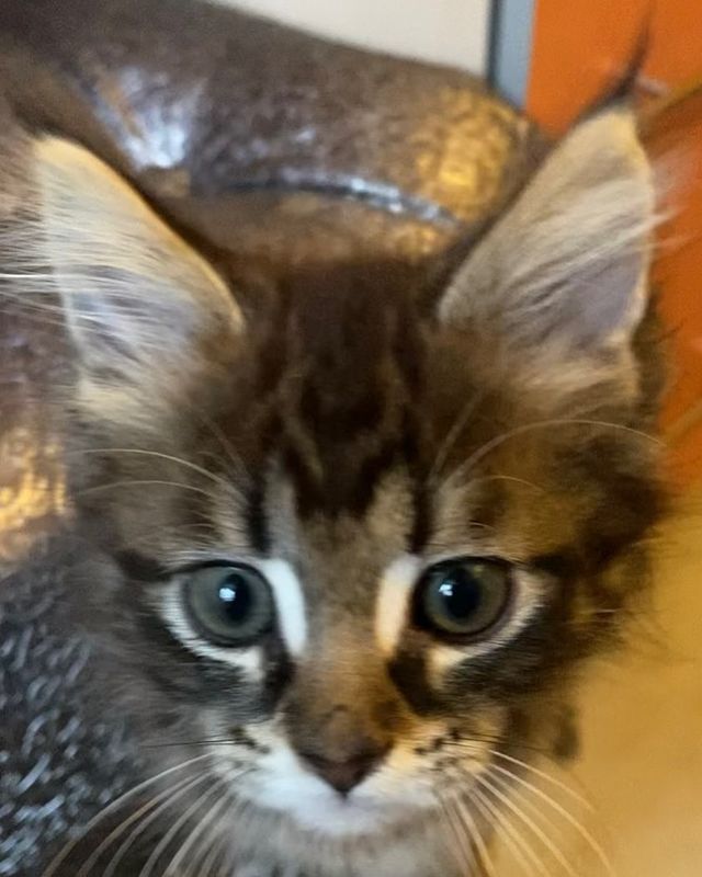 iamzhanulya в LOOKY. #котики#котикитакиекотики. #котики#котикитакиек...