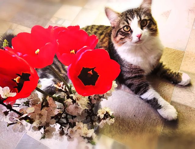 cupcake_cat_9671 в LOOKY. #весна,#тюльпаны,#flowers,#petsmin,#cats,#mylove,#kitten,#безкотаижизньнета,#ночнойтыгыдык,#котики,#пушистики,#котвинстаграме,#мирумир,#нетвойне,#фотосессия,#обработкафото,#фотодизайн,#артназаказ. ✨🌷🌷🌷🐾😘

🔺Арт, ...