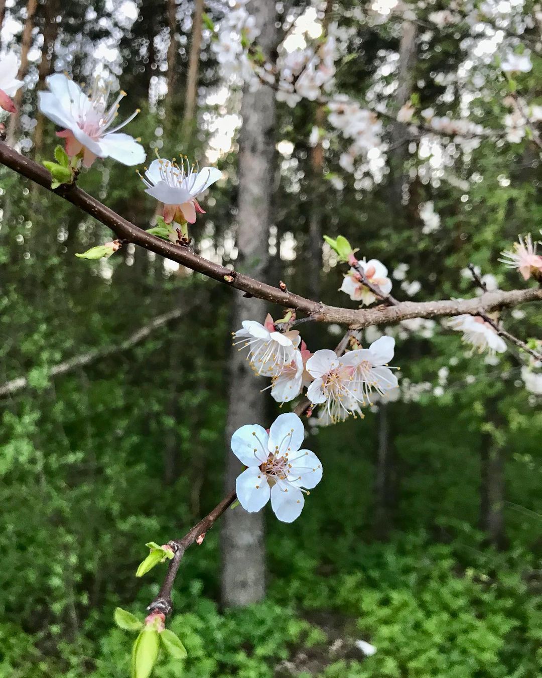 _zoika_zaika_ в LOOKY — фото 2