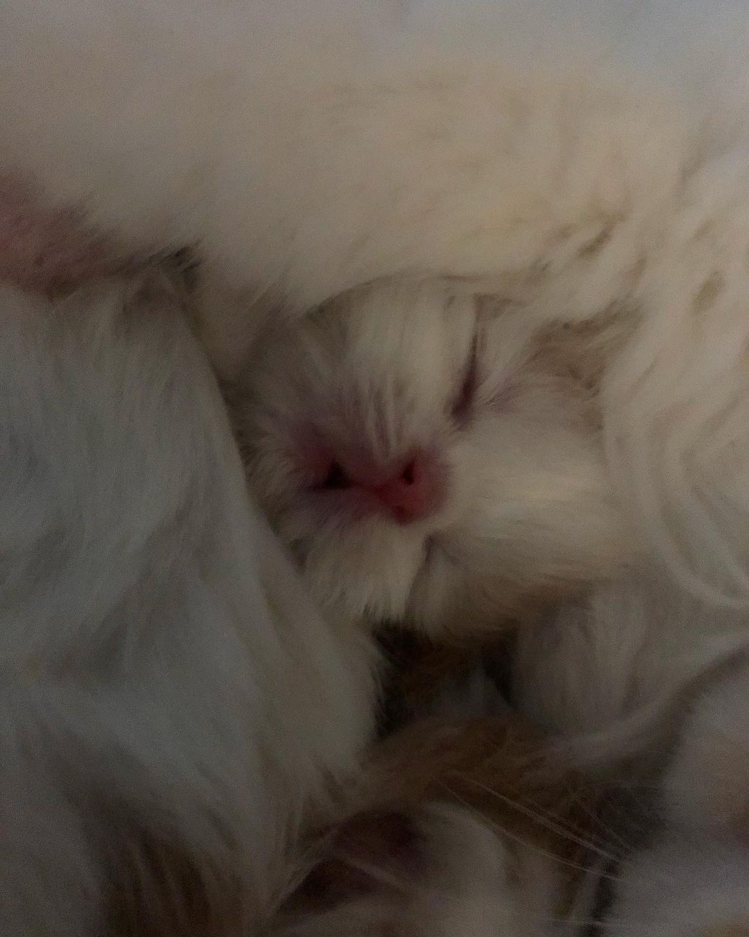 sheerfold_cattery в LOOKY — Под маминым крылом 😻