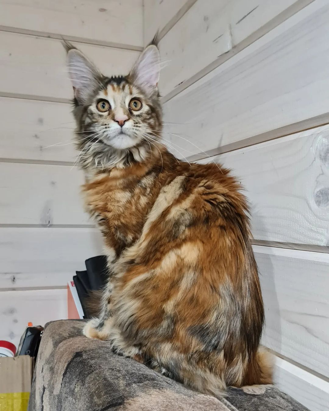 excellentlinemainecoons в LOOKY — фото 3