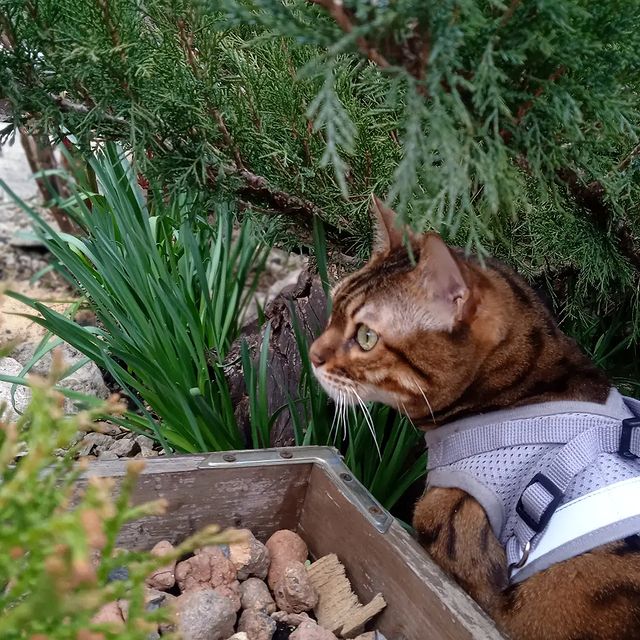 kuchen_bake в LOOKY. #бенгальскаякошка,#кошка,#прогулка,#дача,#bengal,#bengalcat. На прогулке. Бенгаль...