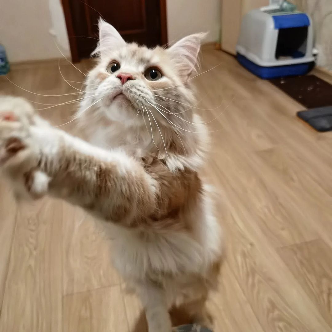 Мир, труд, май, дружба, жвачка, корм, сон, игры, корм, сон, игры и ма дома🐾😸🐅 а как ваши выходные проходят? 😋
.
#котхеймдалль #котики #майскиедни #котодом #maincoon #cat #mainecoons #instacat #mainecooncat
