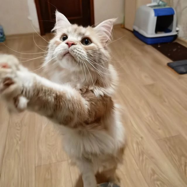 heimdallrcoon в LOOKY. #котхеймдалль,#котики,#майскиедни,#котодом,#maincoon,#cat,#mainecoons,#instacat,#mainecooncat. Мир, труд, май, друж...