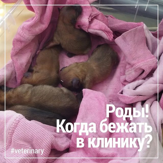 666anastasiya999 в LOOKY. #666anastasiya999vet,#veterinary,#кошкиминск,#veterinaryminsk,#dogandcat,#собакиминск,#родыживотных,#кесарево,#репродуктология,#родысобак,#паталогияродов. #666anastasiya999vet...
