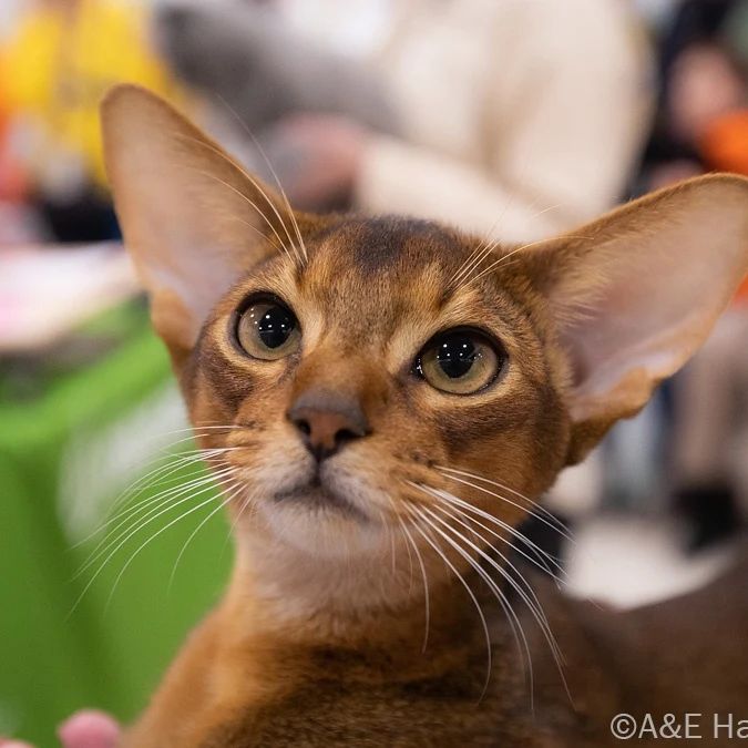 abyssinian_wildaby в LOOKY — фото 3