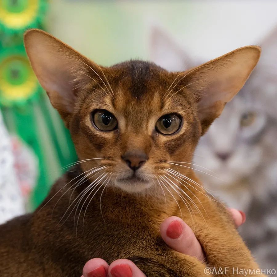 abyssinian_wildaby в LOOKY — фото 4