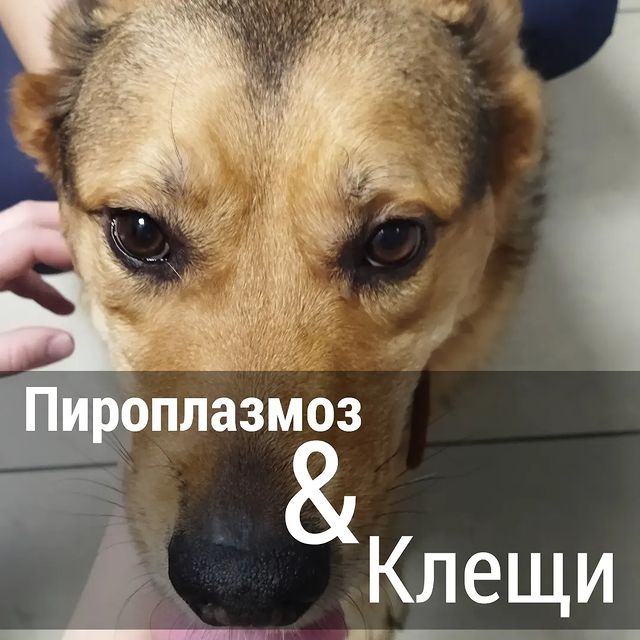 666anastasiya999 в LOOKY. #666anastasiya999vet,#veterinary,#кошкиминск,#veterinaryminsk,#dogandcat,#собакиминск,#пироплазмоз,#piroplasma. С наступлением теплы...