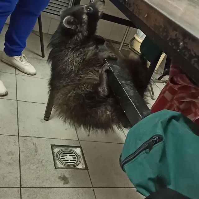 vladimirova92182019 в LOOKY. . Моя мечта. Была сего...