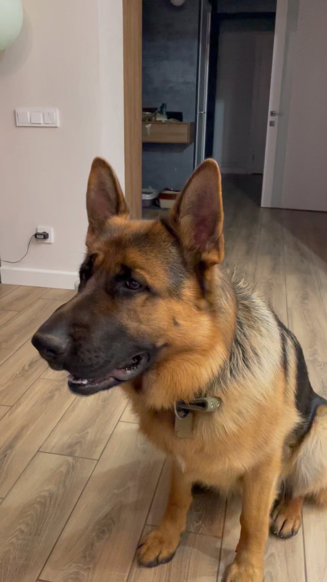 ksuvasilenko в LOOKY. . Бессовестные, собаку...
