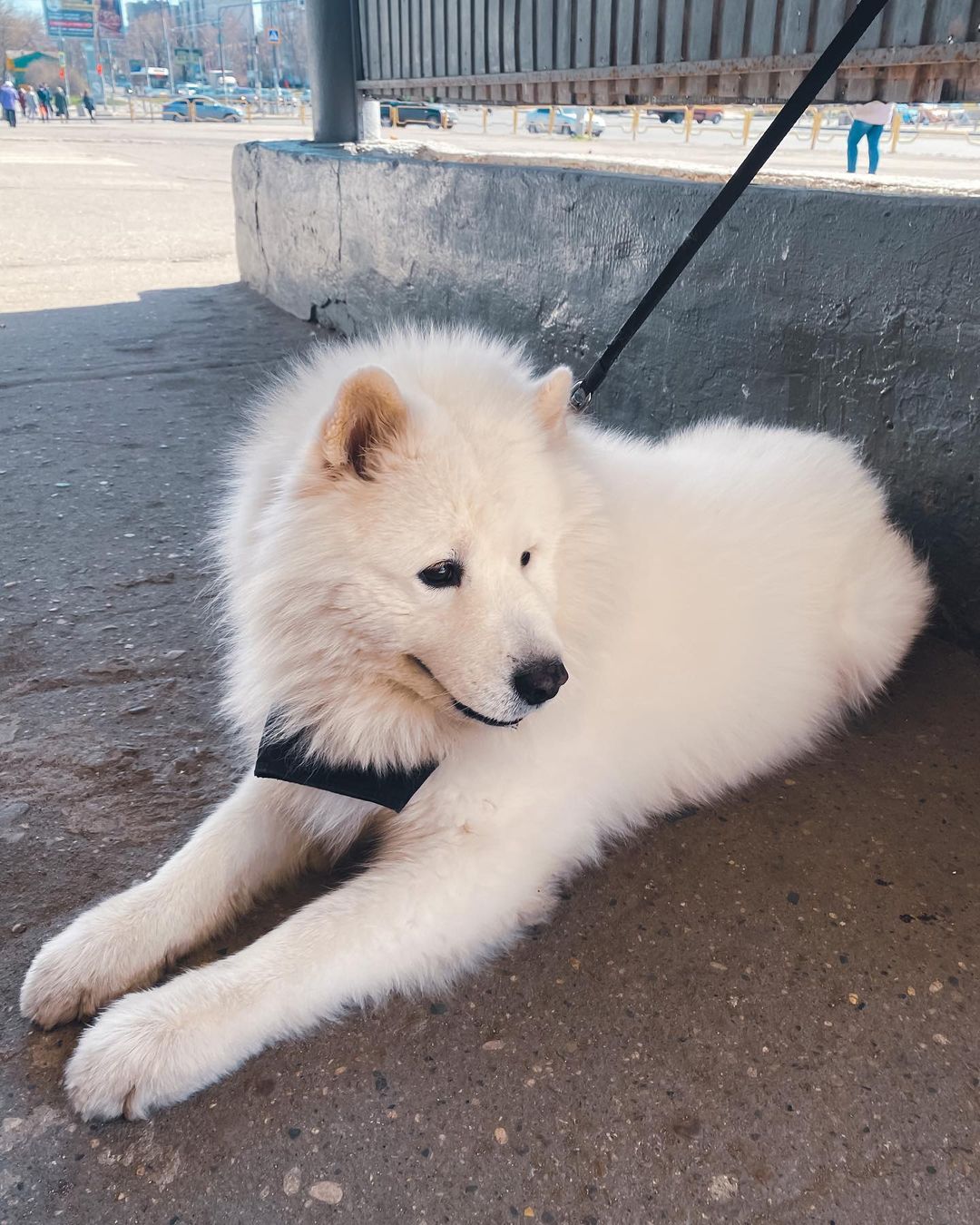 _olgasmirnova_ в LOOKY — Собак, который не любит фотографироваться😁ну красавец же🥹♥