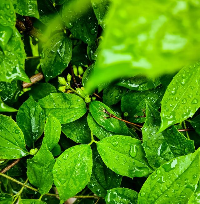 coffeecaramelru в LOOKY. #rain,#instagram,#russia,#природа,#дождь,#зелень,#green,#афипский,#краснодарскийкрай. Жизнь под дождем 🌧
...