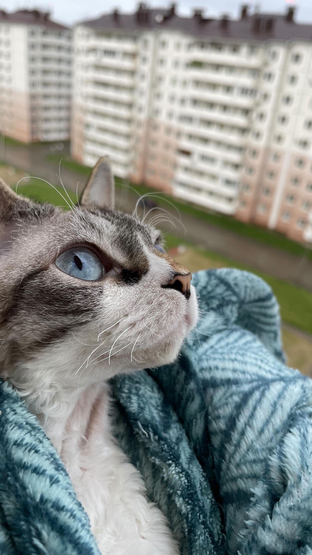 niky.lena в LOOKY. #красиво,#сочи,#котики. Умка, которой можно ...