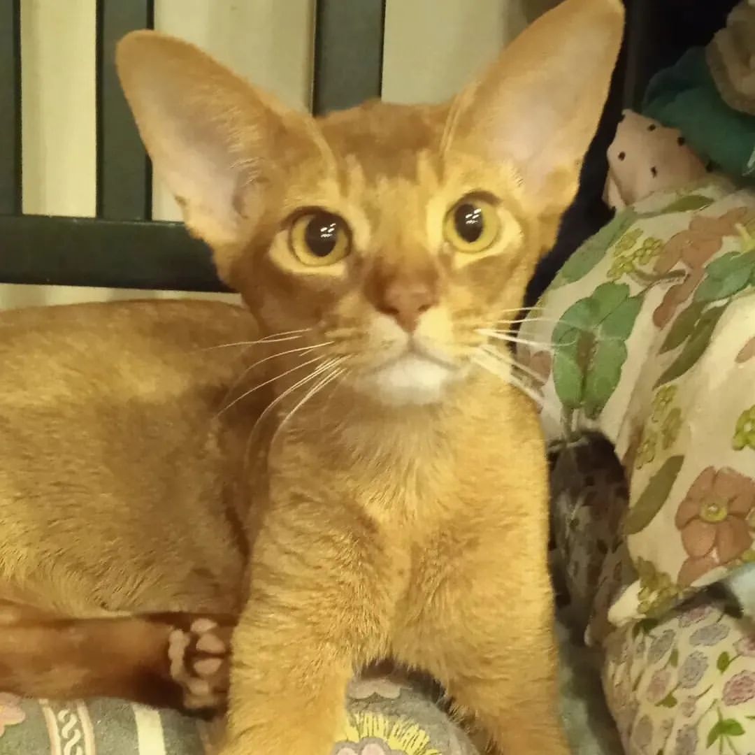 abyssinian_wildaby в LOOKY — фото 2