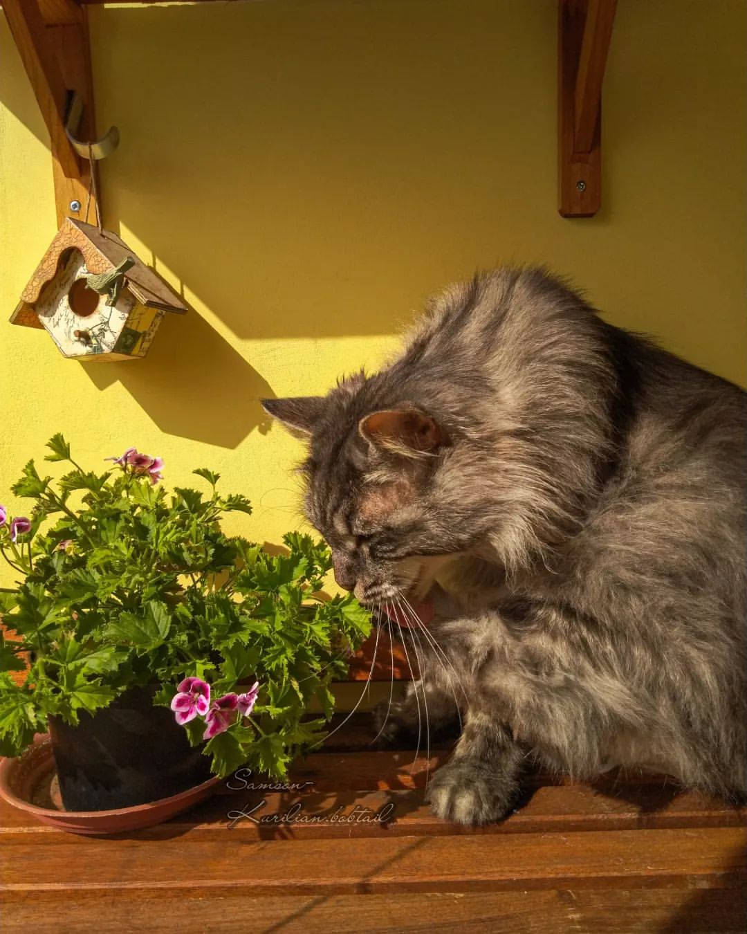 samson_and_barrymore.bobtails в LOOKY — фото 4