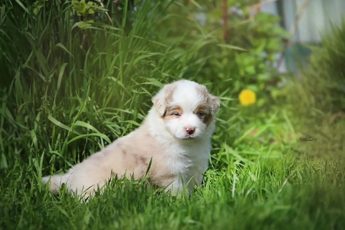 iz_doma_korolevoi_kennel в LOOKY — фото 4