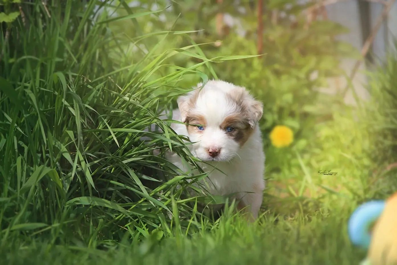 iz_doma_korolevoi_kennel в LOOKY — фото 2