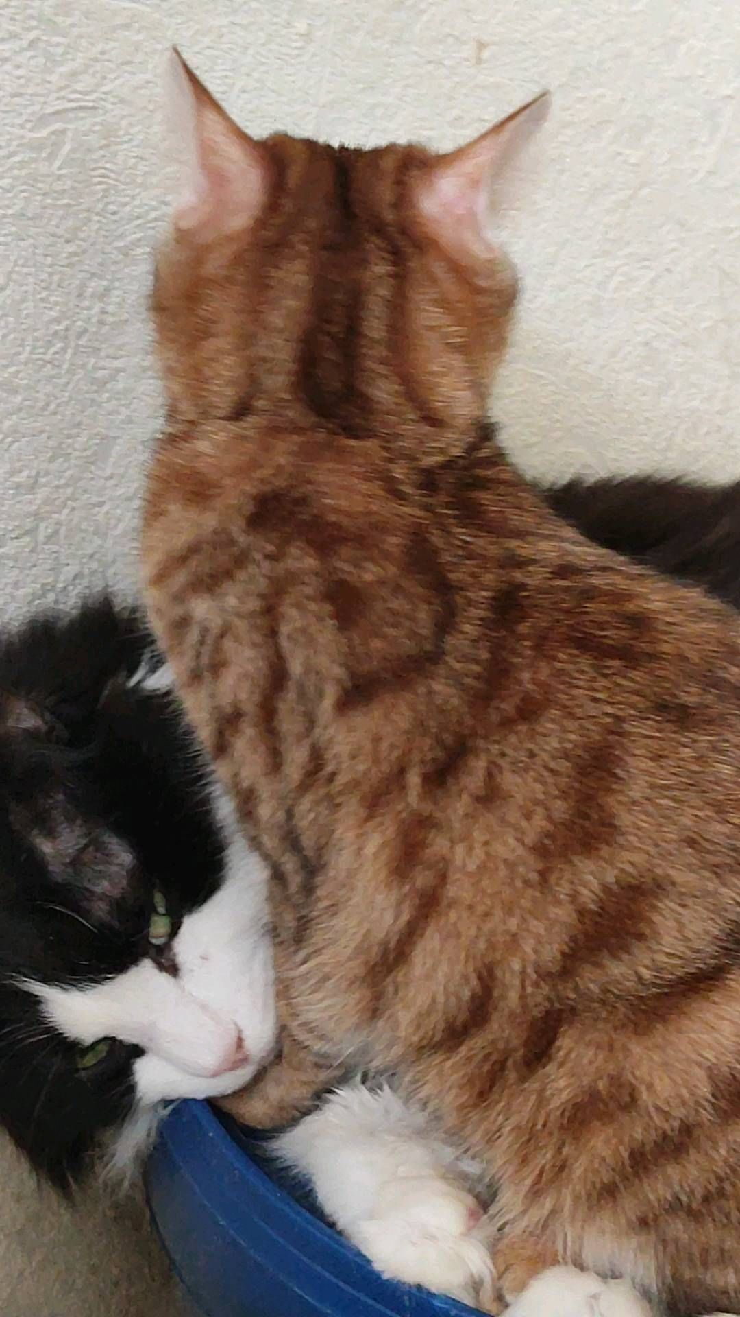 gardemarincat в LOOKY. #kurilianbobtail,#gardemarincat,#goldencats,#catstagram. #kurilianbobtail #ga...