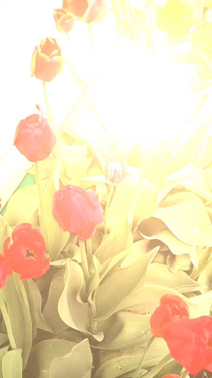 guzel_almeeva в LOOKY. . null