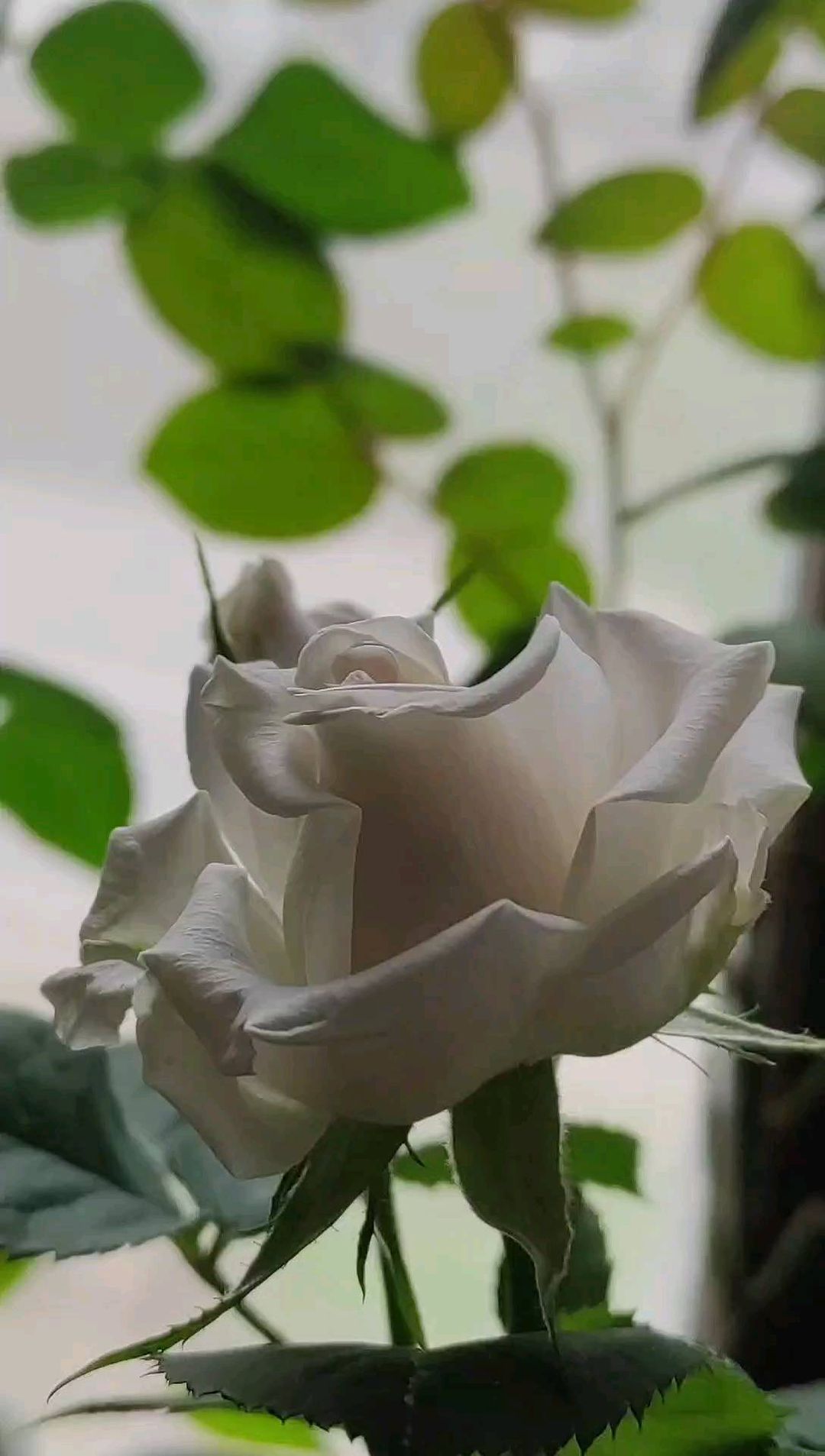 zoloto.sezona в LOOKY. #exotica_jc. New Day .. Congrats
...