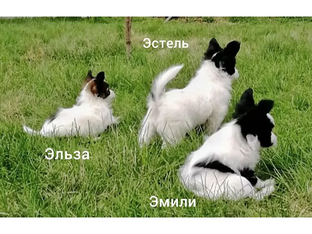 kennel_zvezda_moya в LOOKY. . Три девочки.
Помет "...
