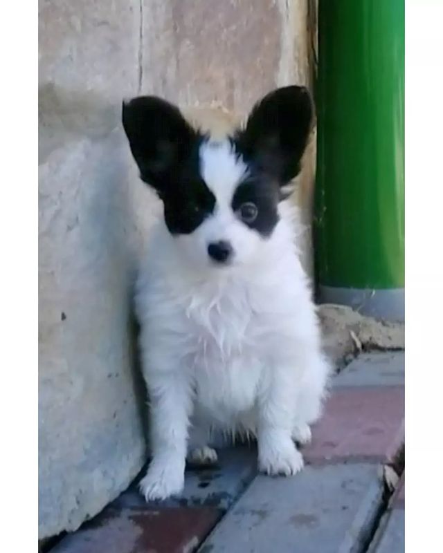 kennel_zvezda_moya в LOOKY. #щенки,#щенкипапийона,#собакабабочка,#купитьщенкапапийона,#хочусобаку,#хочумаленькуюсобаку,#люблюпапийонов,#папийонвкаждыйдом,#купитьщенкапапийона. ZM ЭСТЕЛЬ. 
Бело-чер...