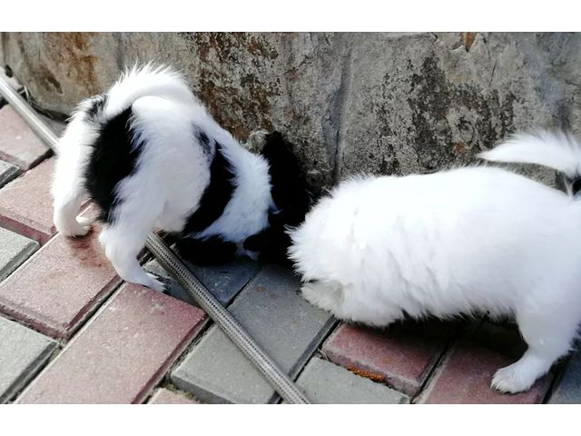 kennel_zvezda_moya в LOOKY. #щенки,#щенкипапийона,#собакабабочка,#купитьщенкапапийона,#хочусобаку,#хочумаленькуюсобаку,#люблюпапийонов#папийонвкаждыйдом. Любопытные хвостики....