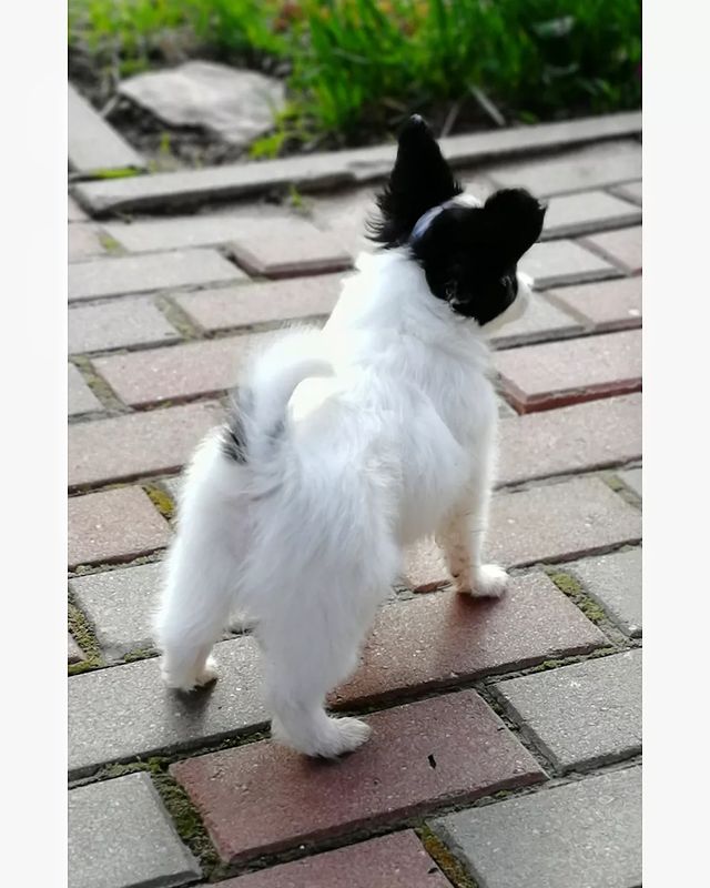 kennel_zvezda_moya в LOOKY. #щенки,#щенкипапийона,#собакабабочка,#купитьщенкапапийона,#хочусобаку,#хочумаленькуюсобаку,#люблюпапийонов,#папийонвкаждыйдом. Эстель.
Боевая стойк...