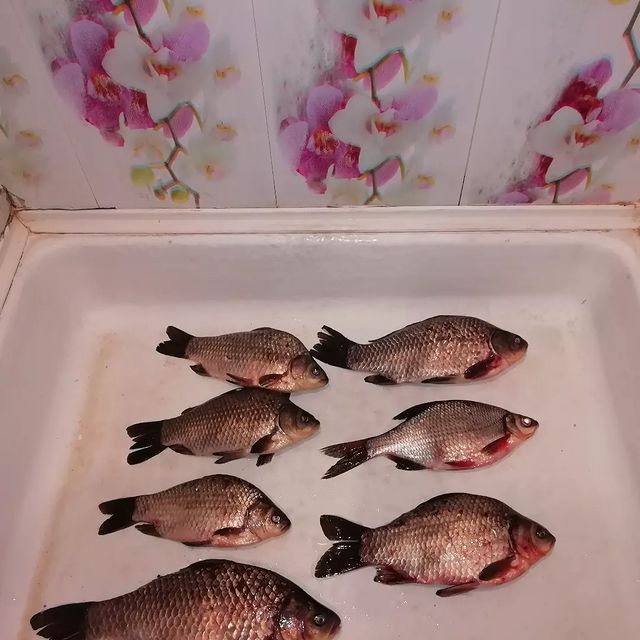 dichkovskiisergei в LOOKY. . Сезон открыт🐟🐟🐟