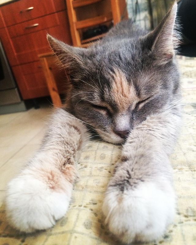 ceaseafire в LOOKY. #LitleQueen#Cat#Animal#Pet#Love#Memories#Favorite. #LitleQueen#Cat#Anim...