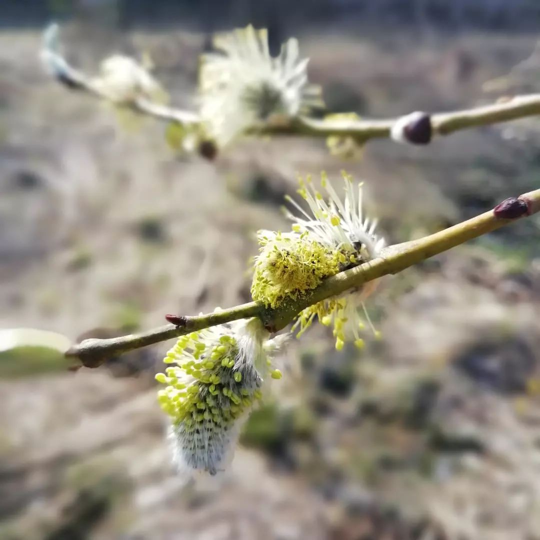 ulya_pict в LOOKY — #весна #spring