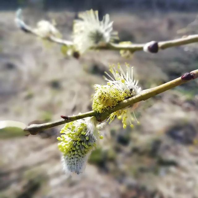 ulya_pict в LOOKY. #весна,#spring. #весна #spring