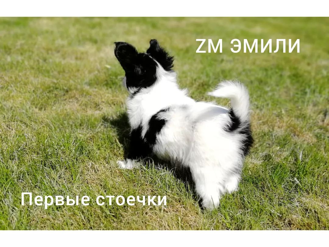 kennel_zvezda_moya в LOOKY — Наша звездочка
Звезда Моя ЭМИЛИ.
Бело-черная.
Дата рождения 