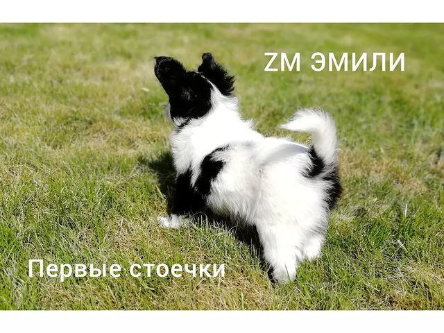 kennel_zvezda_moya в LOOKY. #щенки,#щенкипапийона,#собакабабочка,#купитьщенкапапийона,#хочусобаку,#хочумаленькуюсобаку,#люблюпапийонов,#папийонвкаждыйдом. Наша звездочка
Звезд...