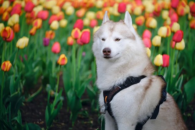 husky_easy в LOOKY. #husky,#siberianhusky,#huskyphotography,#huskygram,#huskylove,#huskylovers,#huskylovingclub,#huskylife,#allthingshusky,#instahusky,#huskyofinstagram,#huskypics,#huskiesreq,#huskiesofinstagram,#huskyrussia,#dogsofinstagram,#igcutest_animals,#ilovehusky,#justhuskies,#bestwoof,#dog_features,#dogs_of_world,#dogphotography,#excellent_dogs,#хаски,#хаскифото,#хаскивмоскве. #husky #siberianhusk...