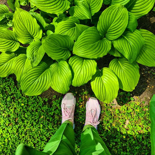 coffeecaramelru в LOOKY. #green,#nature,#природа,#мир,#зелень🌿. Зеленее зеленого 
#g...
