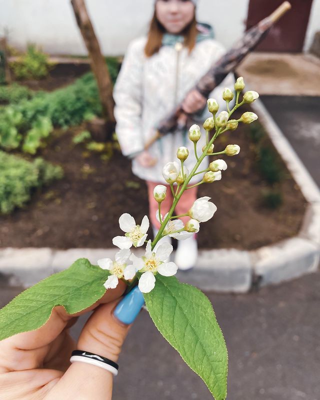 _olgasmirnova_ в LOOKY. #черемуха#цветы#весна#скоролето#прогулка. Ой как мне нравится ...