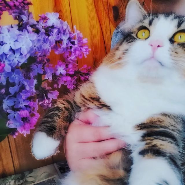cupcake_cat_9671 в LOOKY. #cats,#mylove,#kitten,#relax,#безкотаижизньнета,#ночнойтыгыдык,#котики,#пушистики,#котвинстаграме,#доброеутро,#уприродынетплохойпогоды. 🌸Счастье цвета сире...