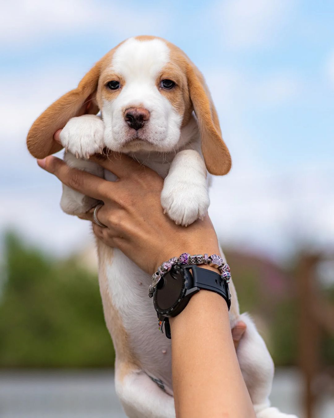 boni_beagle_askennel в LOOKY — фото 2