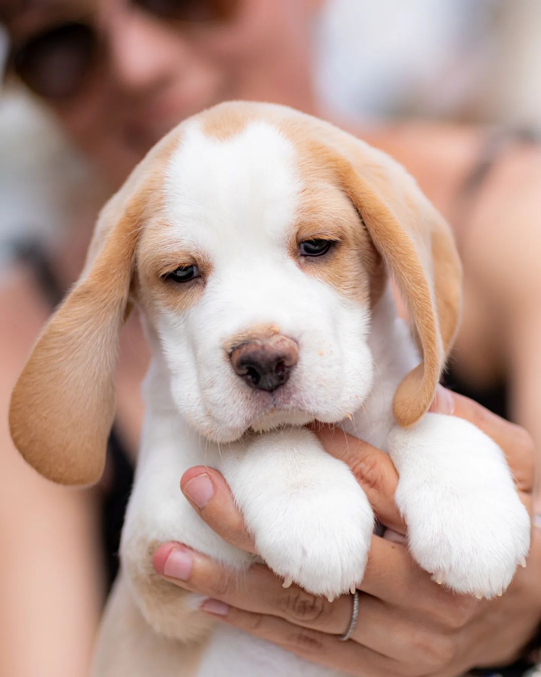boni_beagle_askennel в LOOKY — фото 1