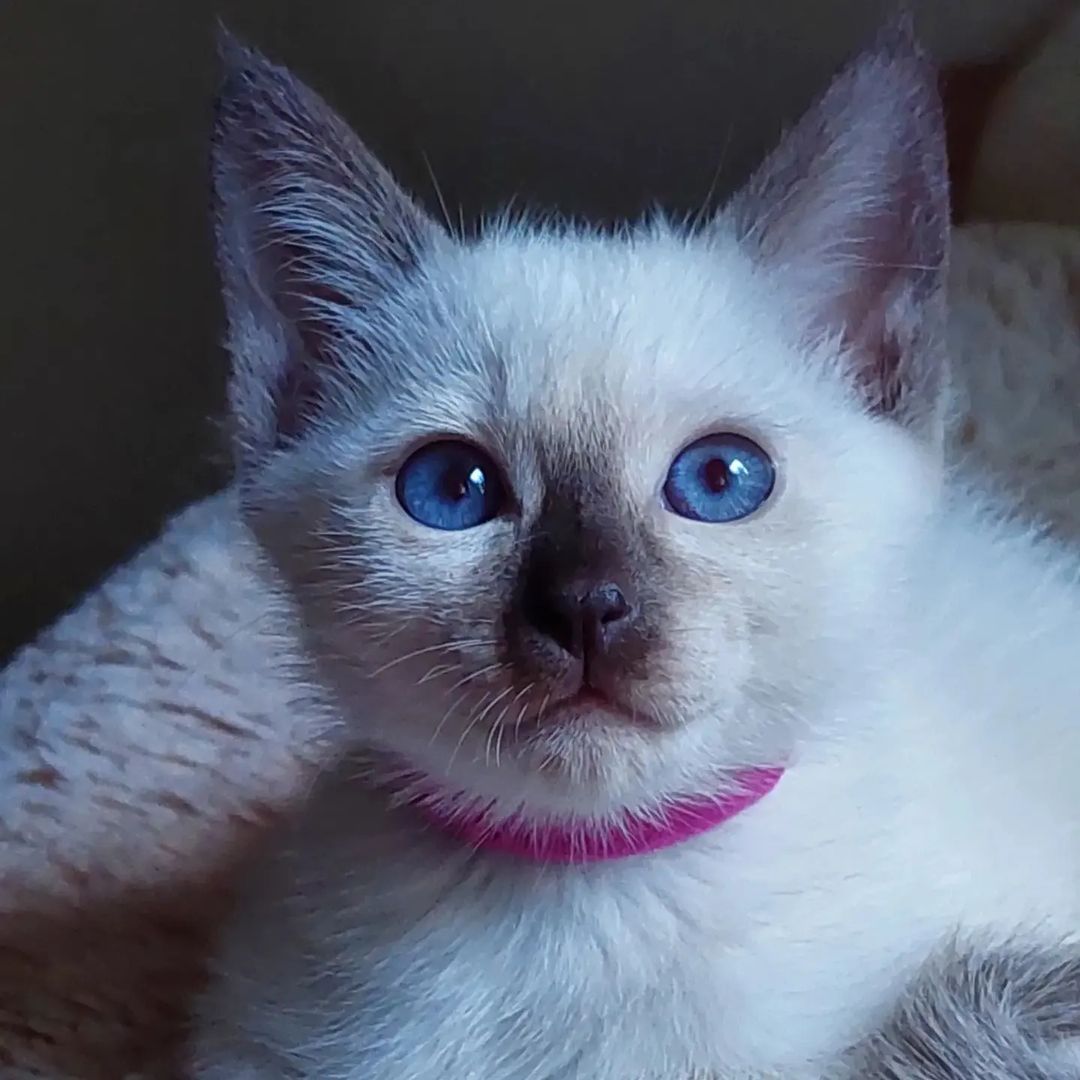 azure_glory_cattery в LOOKY — фото 2