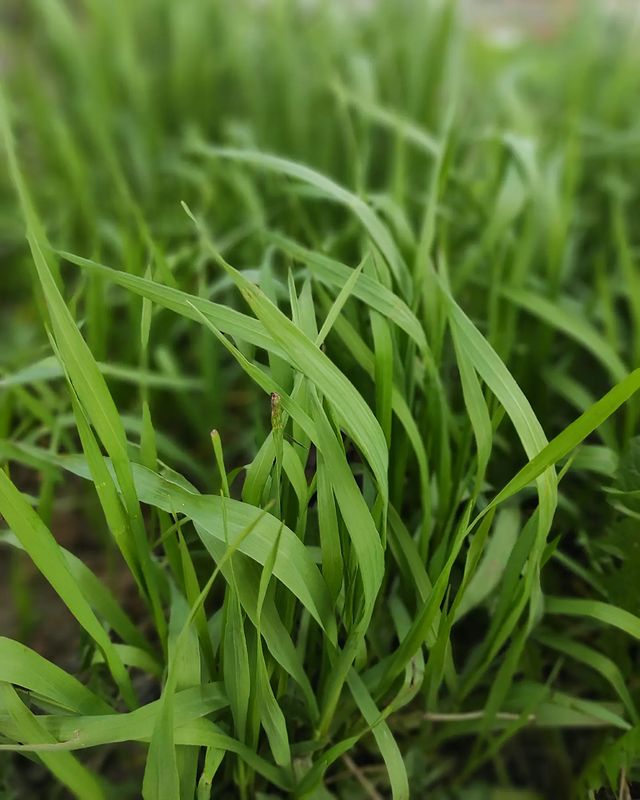 __macro_life__ в LOOKY. #green#grass#nature#macro#photo#redminote9pro#nice#cool#beutiful#omg#follow#like#oshmyany#belarus#2022#aftertco#зелень#зеленый#трава#природа#макро#макрофото#красиво#круто#подписка#лайк#ошмяны#беларусь#insta#instagram. .
.
#green#grass#nat...