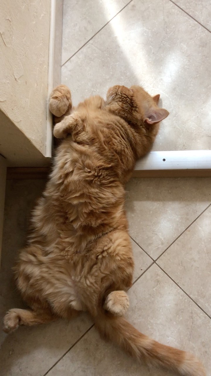 sheerfold_cattery в LOOKY. . Рыжий мой пузяка, пе...